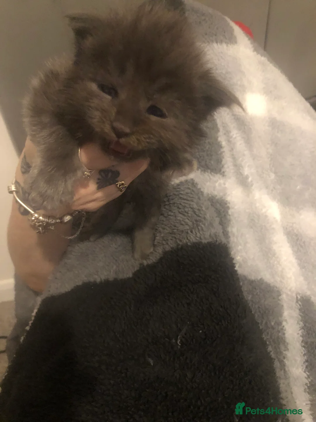 Maine Coon cats for sale: Beautiful GCCF Maine Coons  - Advert 23