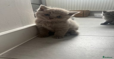 Scottish Fold cats - Advert 7