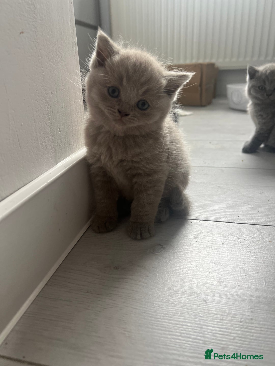 Scottish Fold cats for sale: Absolutely stunning kittens  - Image 3