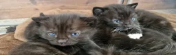 Mixed Breed cats for sale: Russian/Ragdoll/Bengal X  - Advert 29