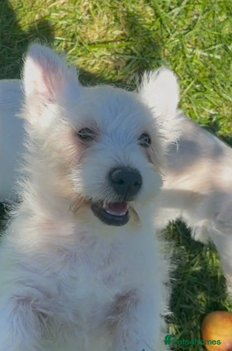 West Highland Terrier dogs West Highland Terrier last boy Pure Pedigree - Advert 5