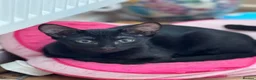 Oriental cats for sale: Oriental kittens for sale (4 ready now!) - Advert 23