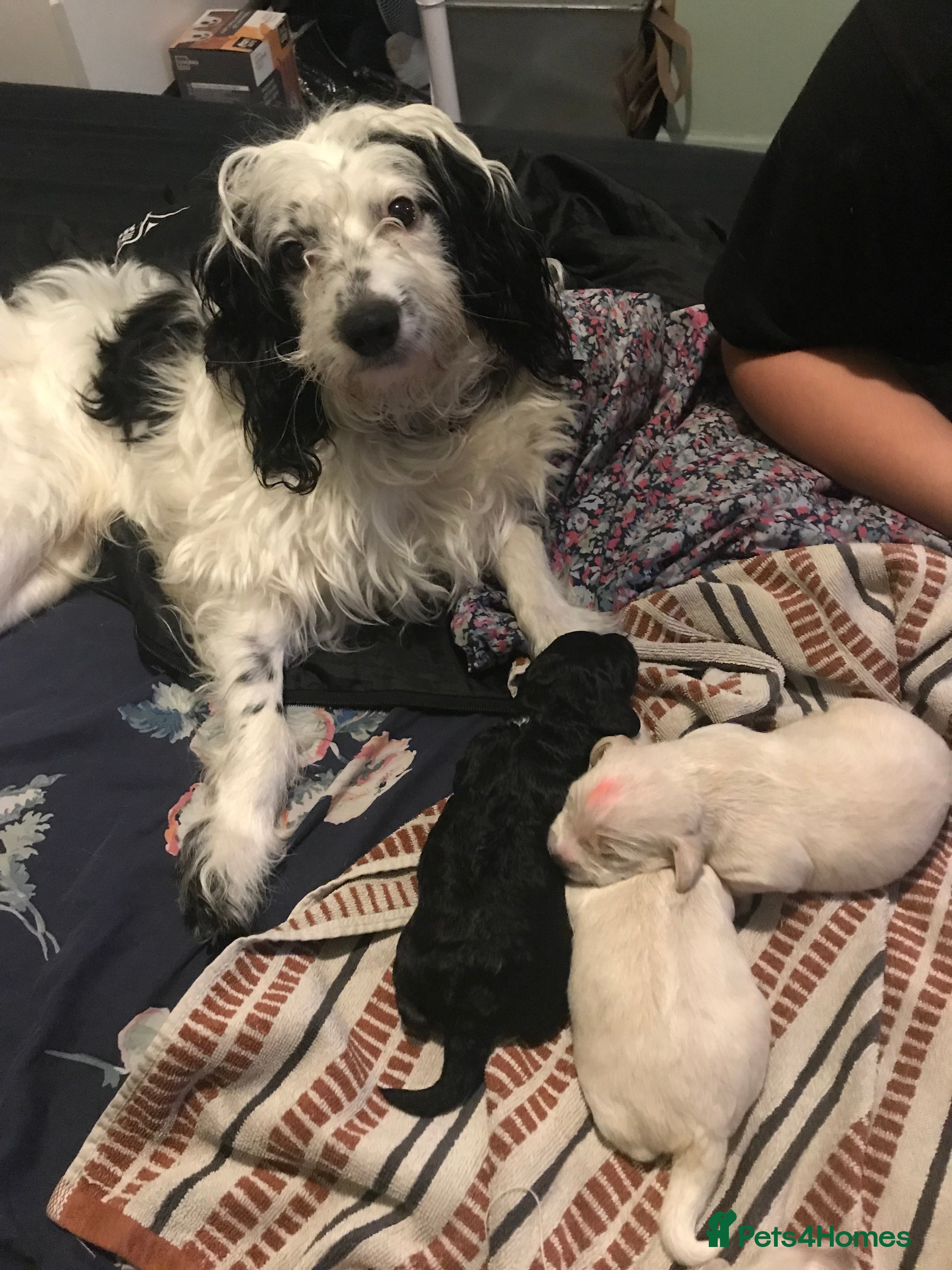 Mixed Breed dogs READY TO GO! ONLY TWO BOYS LEFT - HYPOALLERGENIC - Advert 1