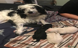 Mixed Breed dogs for sale: Gorgeous puppies  - Image 4