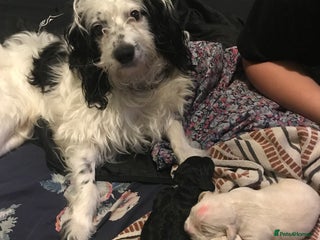 Mixed Breed dogs READY TO GO! ONLY TWO BOYS LEFT - HYPOALLERGENIC - Advert 5