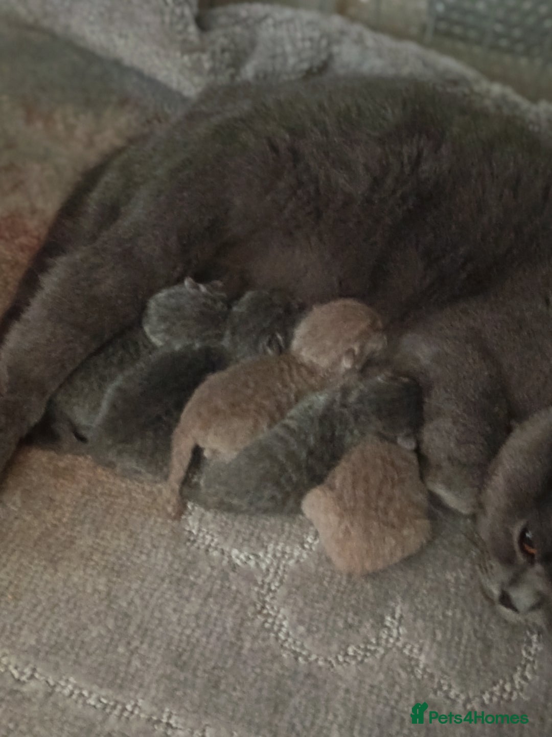 British Shorthair cats for sale: British shorthair kittens  - Image 8