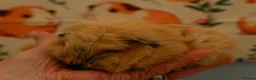 Guinea Pig rodents for sale: Pedigree Swiss Father + Son - Advert 9