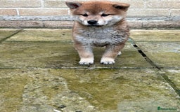 Japanese Shiba Inu dogs for sale: Multi champion Japanese Shiba Inu’s - Image 24