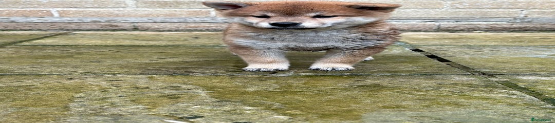 Japanese Shiba Inu Puppy 5