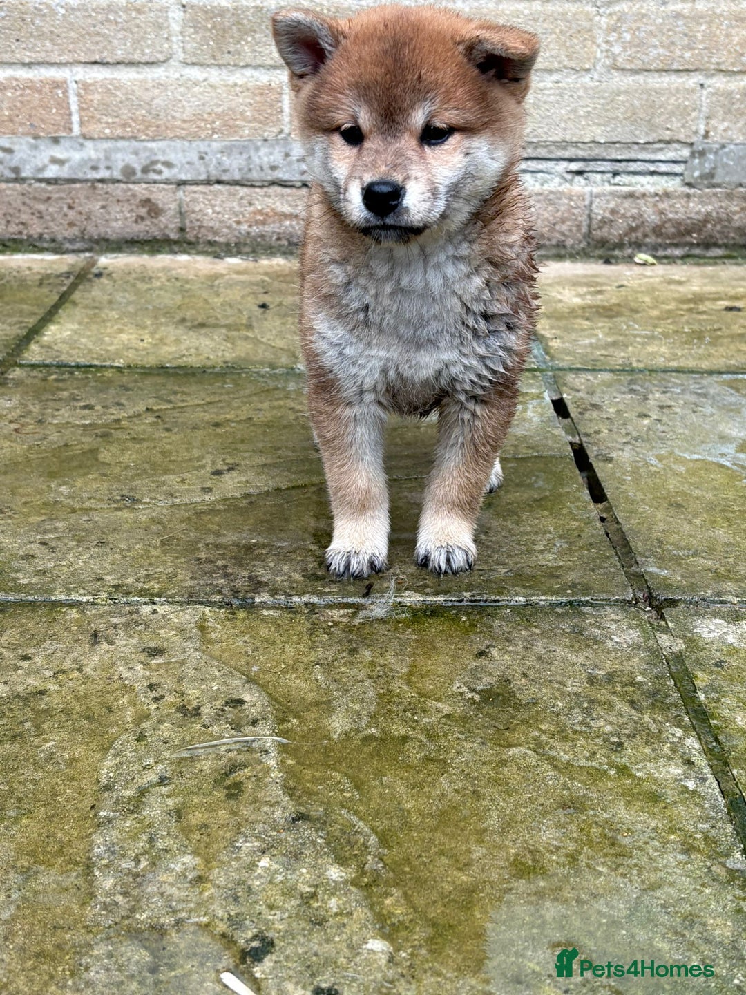 Japanese Shiba Inu dogs for sale: Multi champion Japanese Shiba Inu’s - Image 24