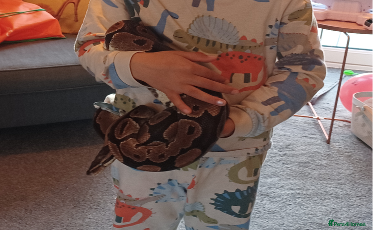 Python Snake reptiles - Advert 1