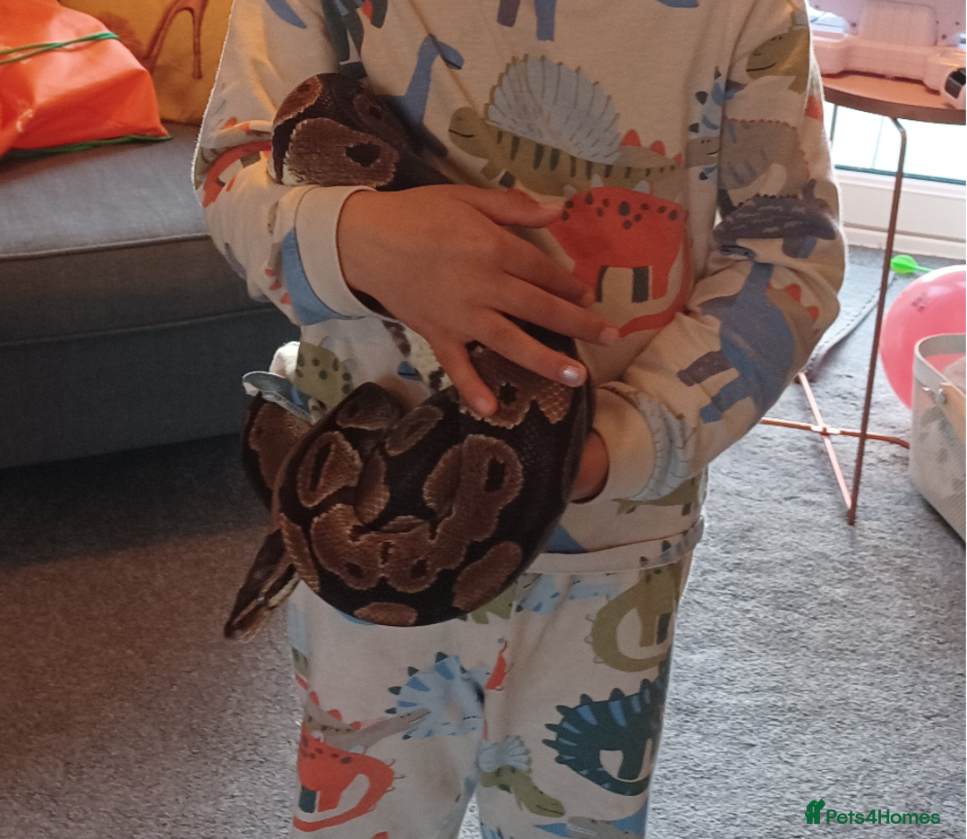 Python Snake reptiles for sale: Royal python - Image 1