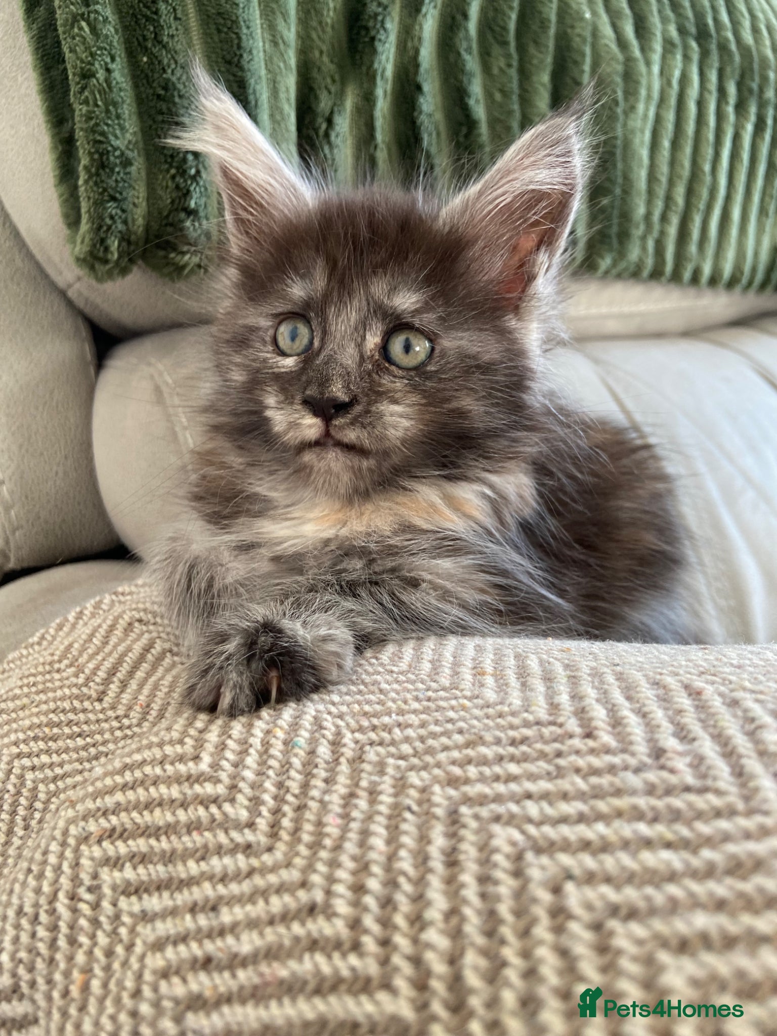 Maine Coon cats GCCF Maine Coon kittens  - Advert 16