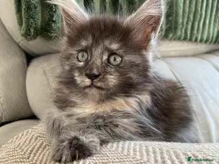 Maine Coon cats GCCF Maine Coon kittens - Advert 16