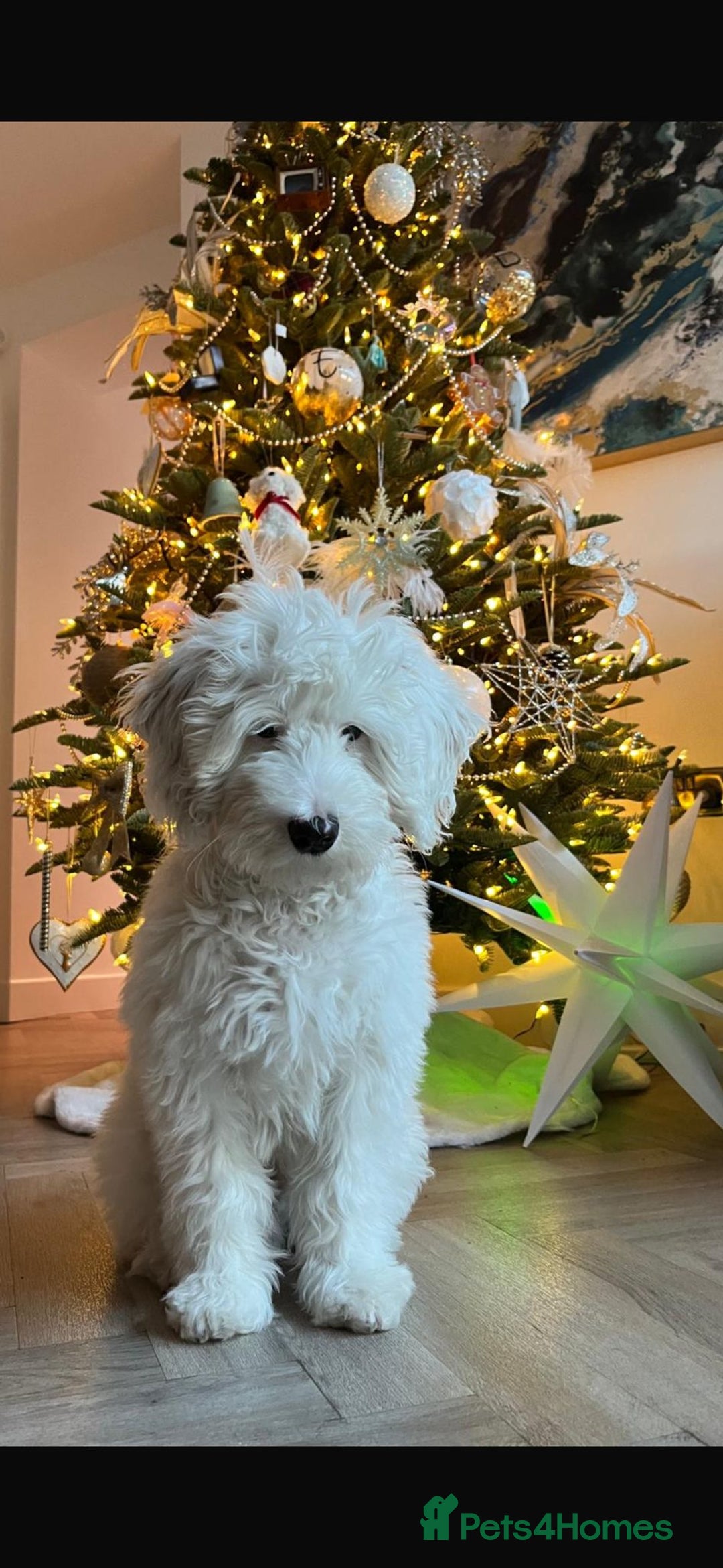 Goldendoodle dogs for sale: Multigenerational Doodles - Advert 2