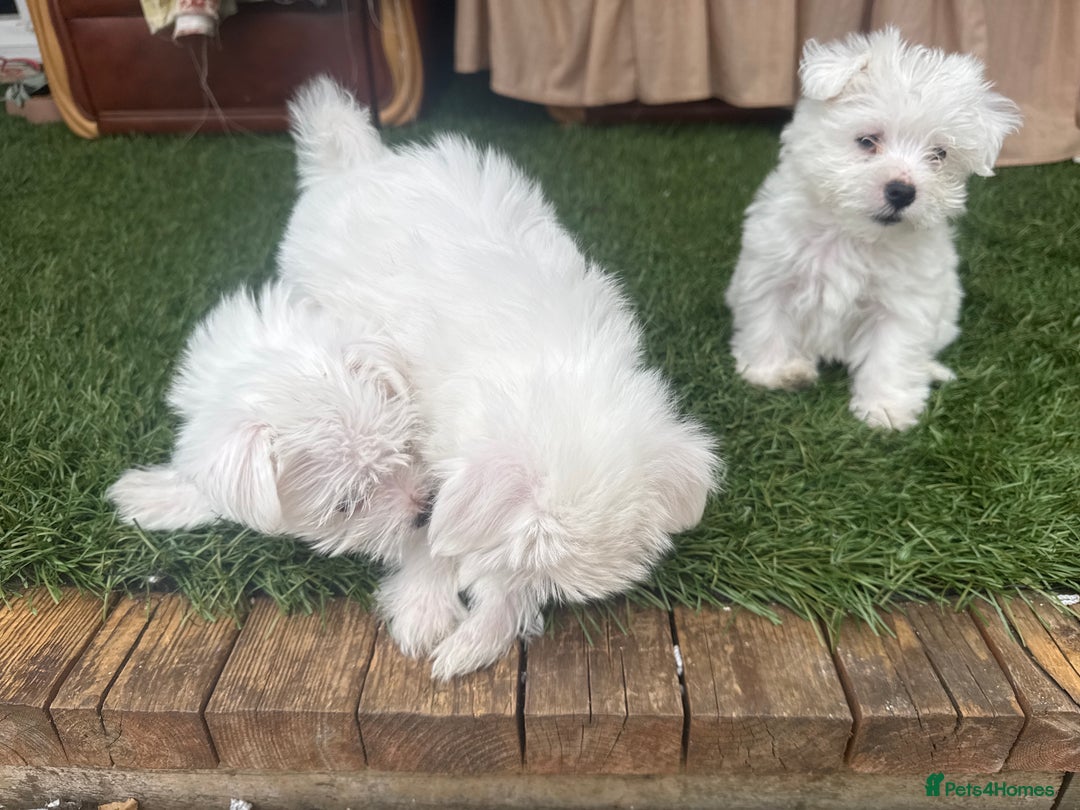 Bichon Frise dogs for sale: Adorable Pure Bichon Frise Puppy Now in London - Image 7