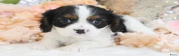 Cavalier King Charles Spaniel dogs for sale: HEALTH TESTED KC Cavalier King Charles Spaniels - Advert 12