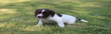 English Springer Spaniel 4
