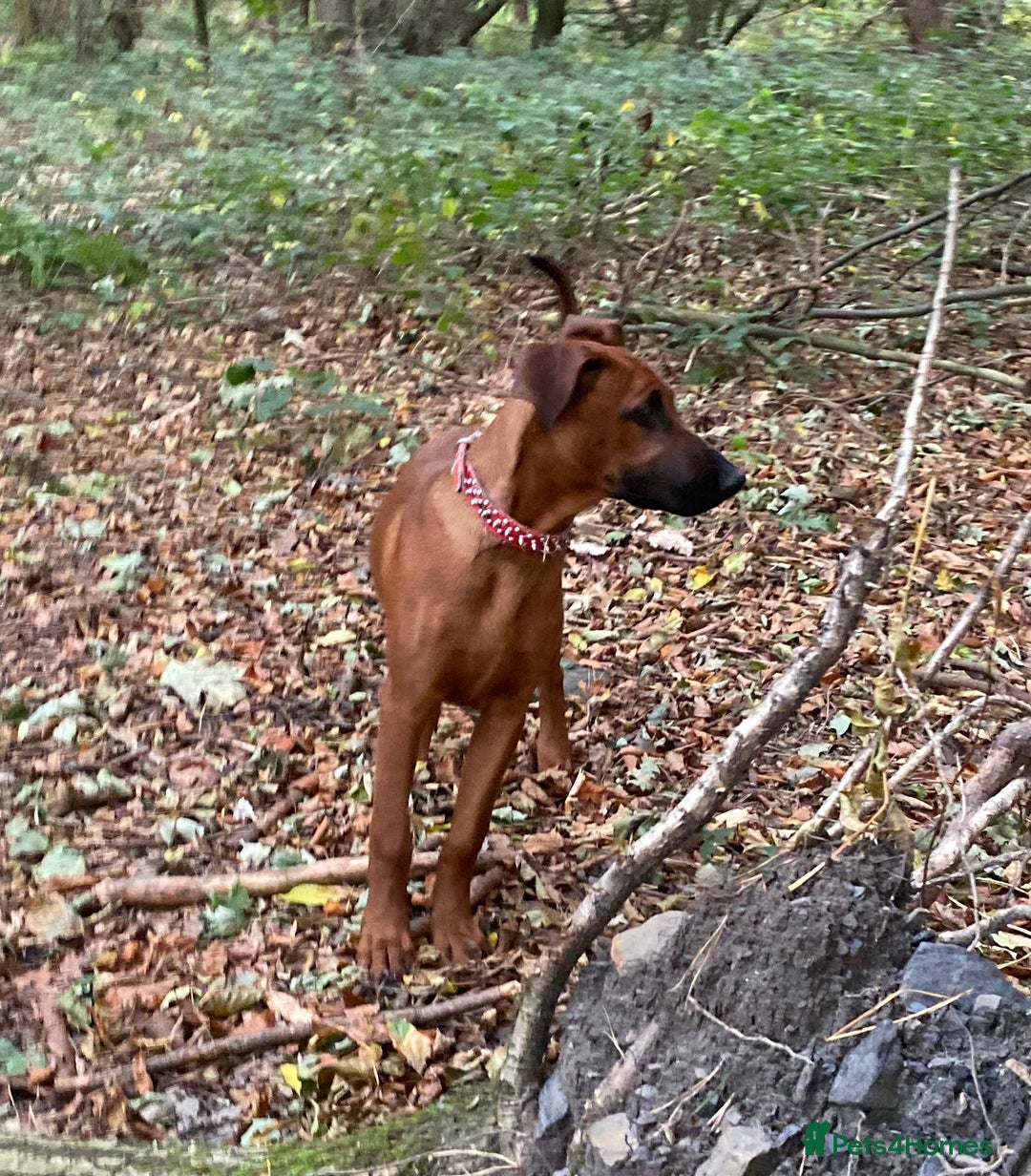 Mixed Breed dogs for sale: Ninja - Image 2