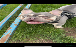 French Bulldog dogs for stud: Proven lilac & tan boy carrying cream & testable - Image 22