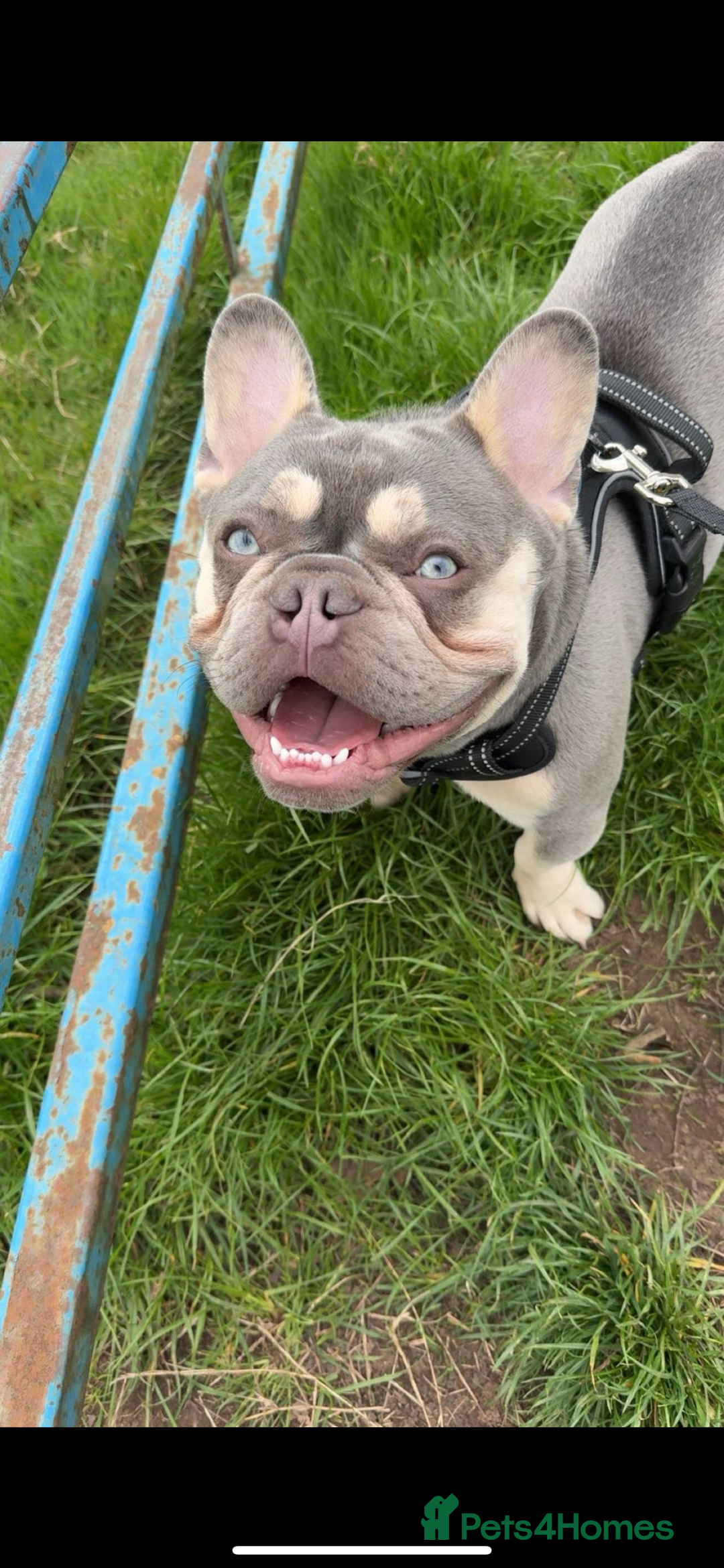 French Bulldog dogs for stud: Proven lilac & tan boy carrying cream & testable - Image 22