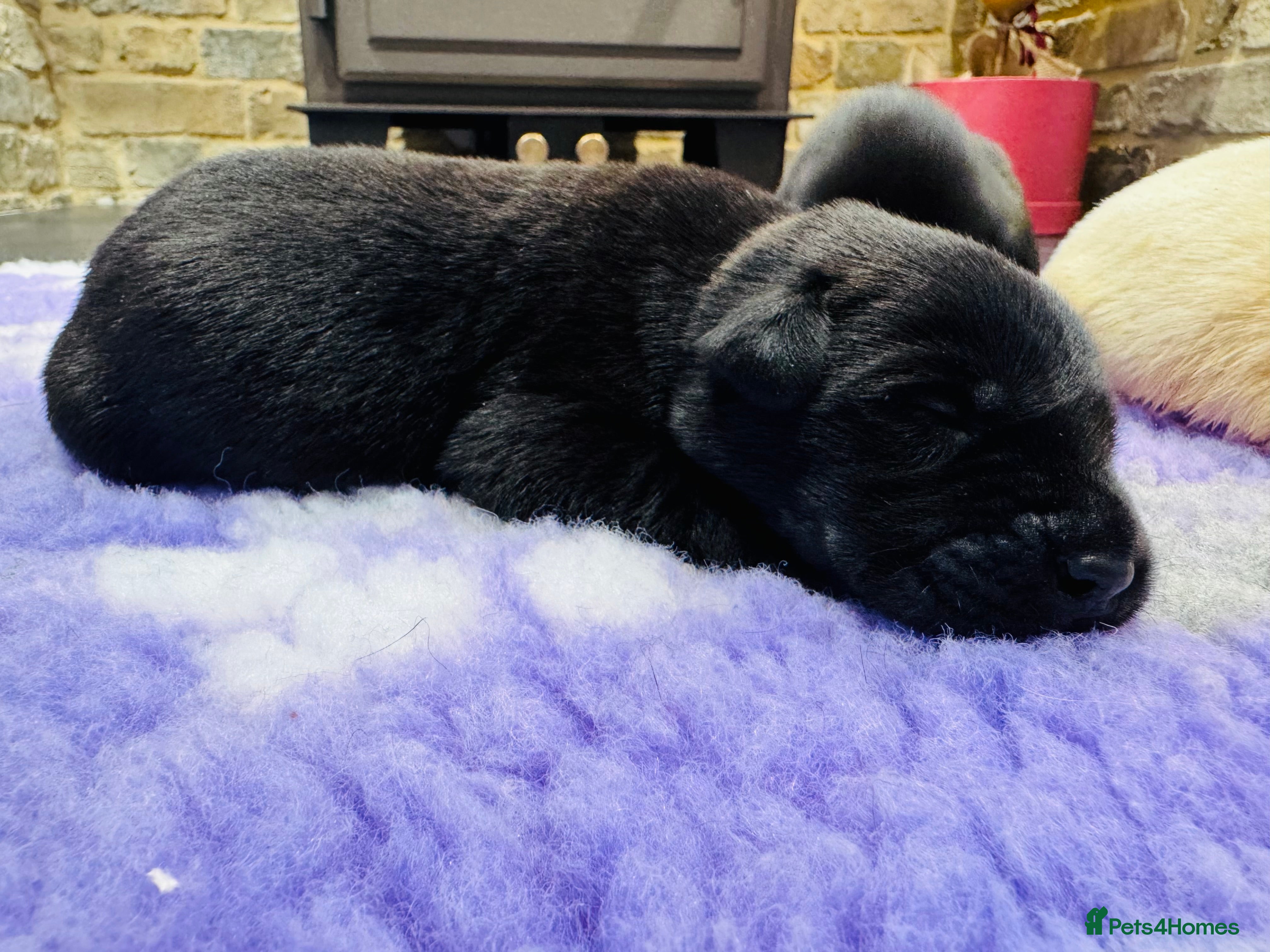 Labrador Retriever dogs KC Registered Working Labrador Babies 🐾🐾🐾 - Advert 1