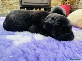 Labrador Retriever dogs for sale: KC Registered Working Labrador Babies 🐾🐾🐾 - Advert 1