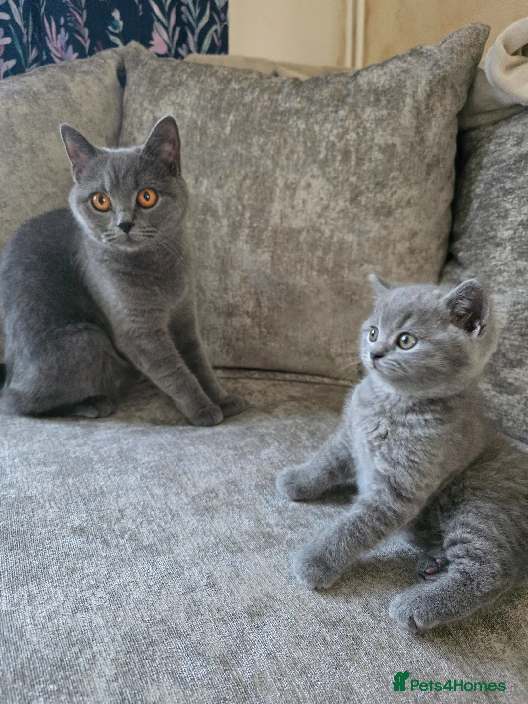British Shorthair cats for sale: Beautiful blue shorthair  in Maidstone - Advert 7