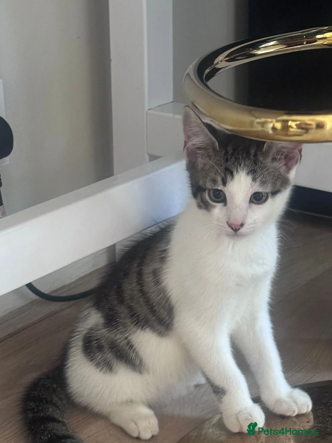 Mixed Breed cats for sale: Two beautiful kittens  - Advert 2