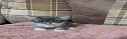 Mixed Breed cats for sale: 3 beautiful male kittens (dad is Persian)  - Advert 15