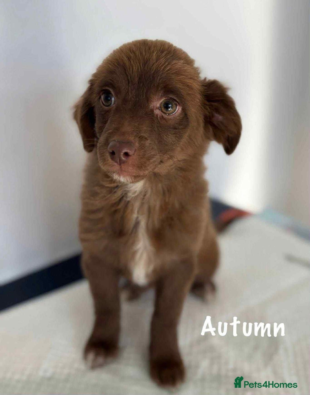 Mixed Breed dogs for adoption: Autumn - North Walsham Norfolk  - Advert 1