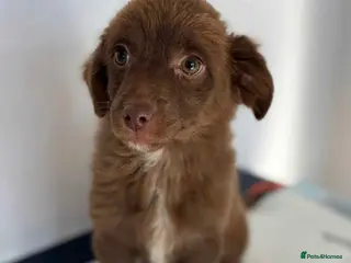 Mixed Breed dogs Autumn - North Walsham Norfolk - Advert 12