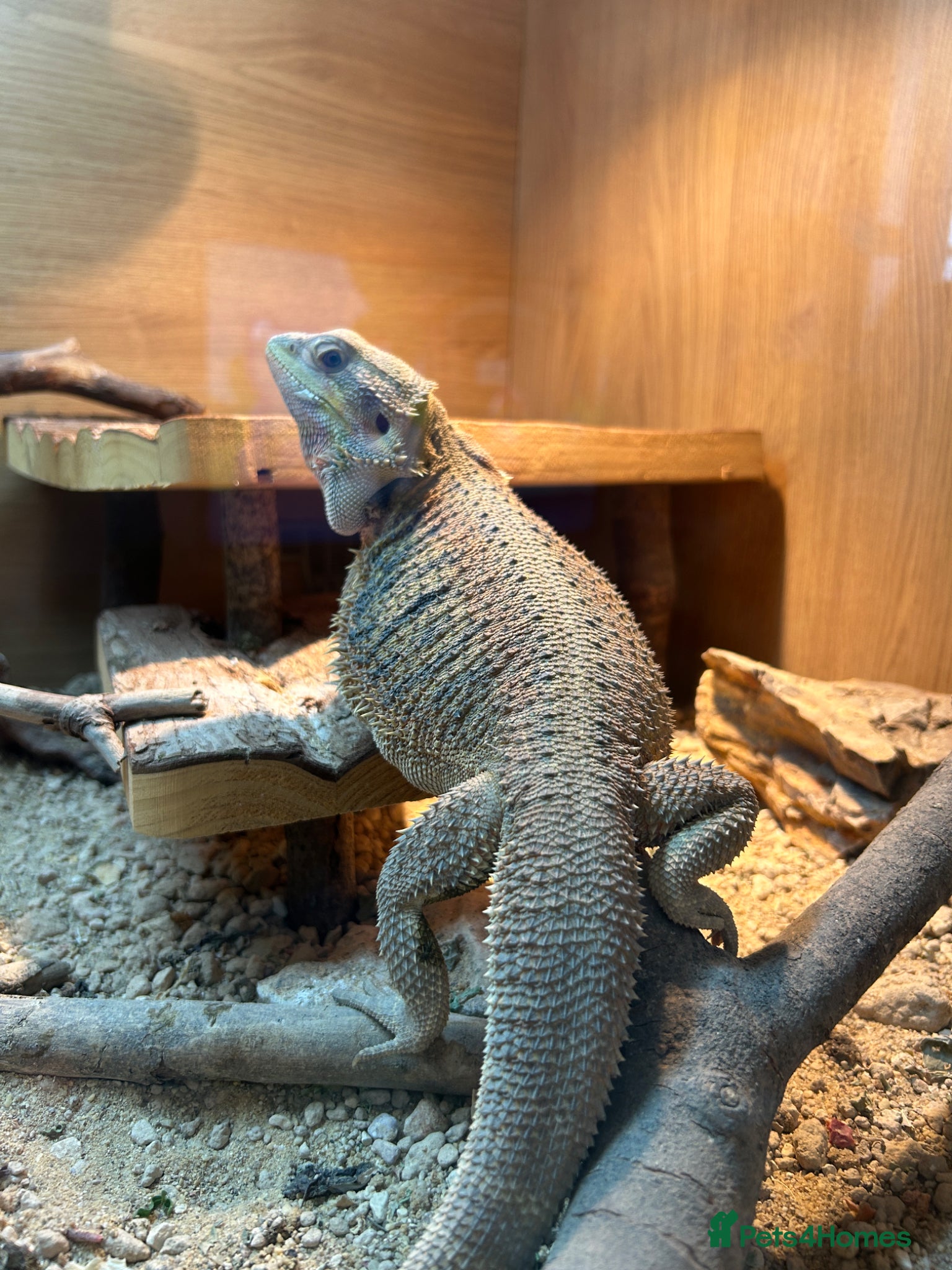 Bearded Dragon reptiles 2 year old Bearded dragon for sale - Advert 4