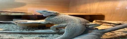 Bearded Dragon reptiles for sale: 2 year old Bearded dragon for sale - Advert 1