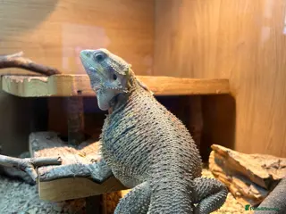 Bearded Dragon reptiles 2 year old Bearded dragon for sale - Advert 4