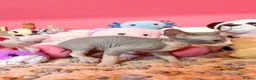 Sphynx cats for sale: Beautiful Sphynx Kittens – Ready 5th October - Advert 11