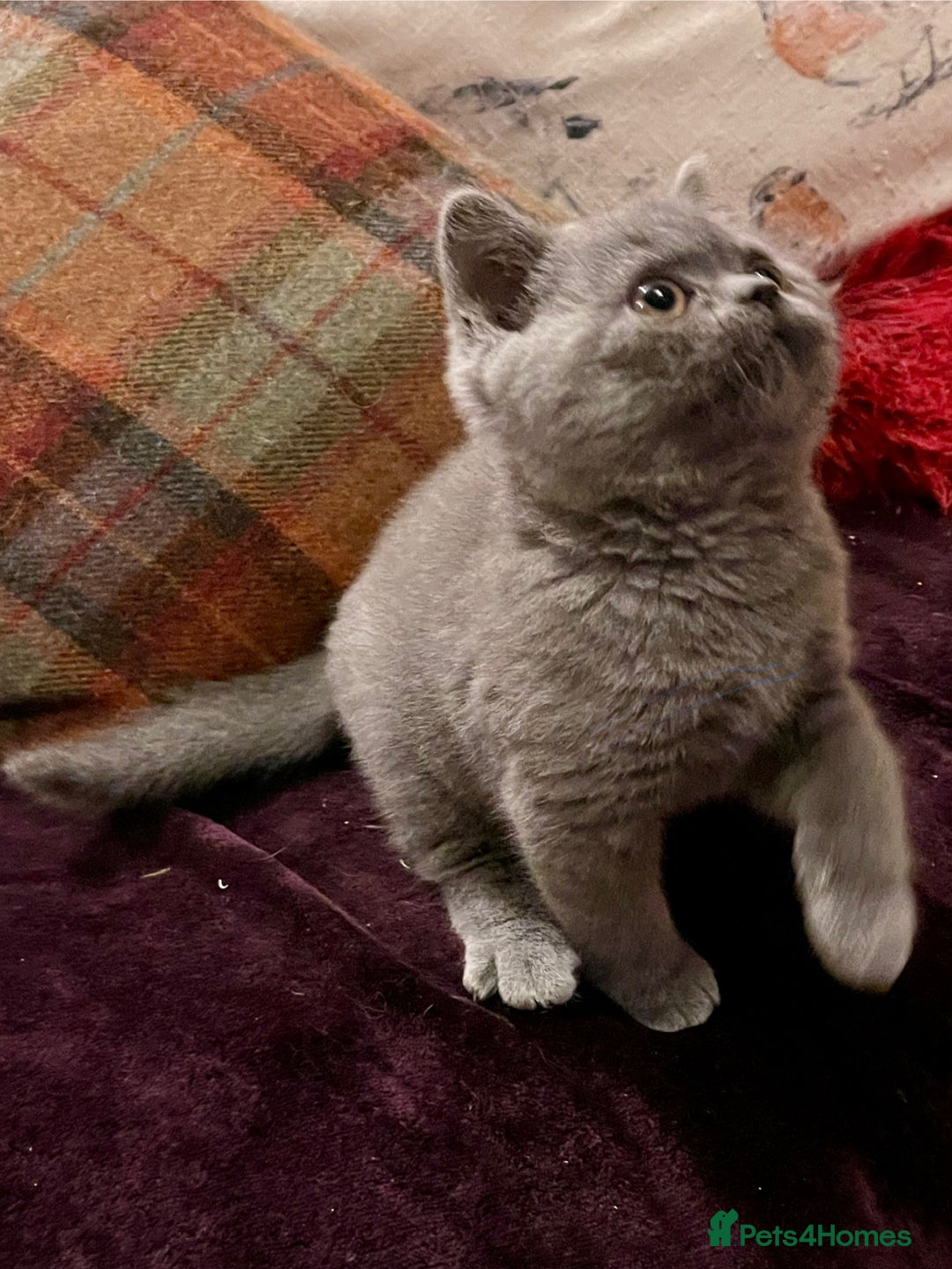 British Shorthair cats for sale: Champion Sired Female BSH - Advert 10