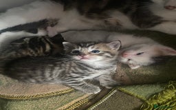 Mixed Breed cats for sale: Mixed breed kittens  - Image 2
