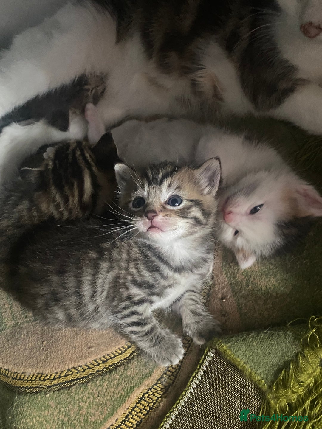 Mixed Breed cats for sale: Mixed breed kittens  - Image 2