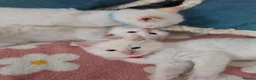 Ragdoll cats for sale: GCCF registered Ragdoll kittens  - Advert 17