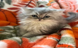 Scottish Fold cats for sale: Now Taking Reservations Scottish Straight  - Image 4