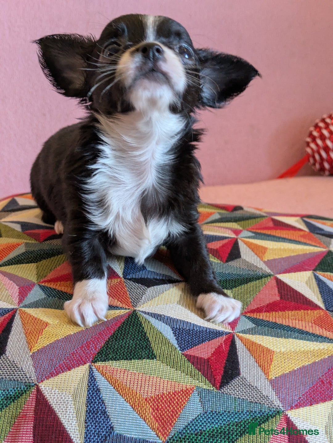 Chihuahua dogs for sale: Rare colour and tiny pedigree Chihuahuas  - Advert 15