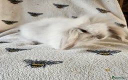 Mini Lion Lop rabbits for sale: beautiful mini sm lion lops and mini lops - Image 16