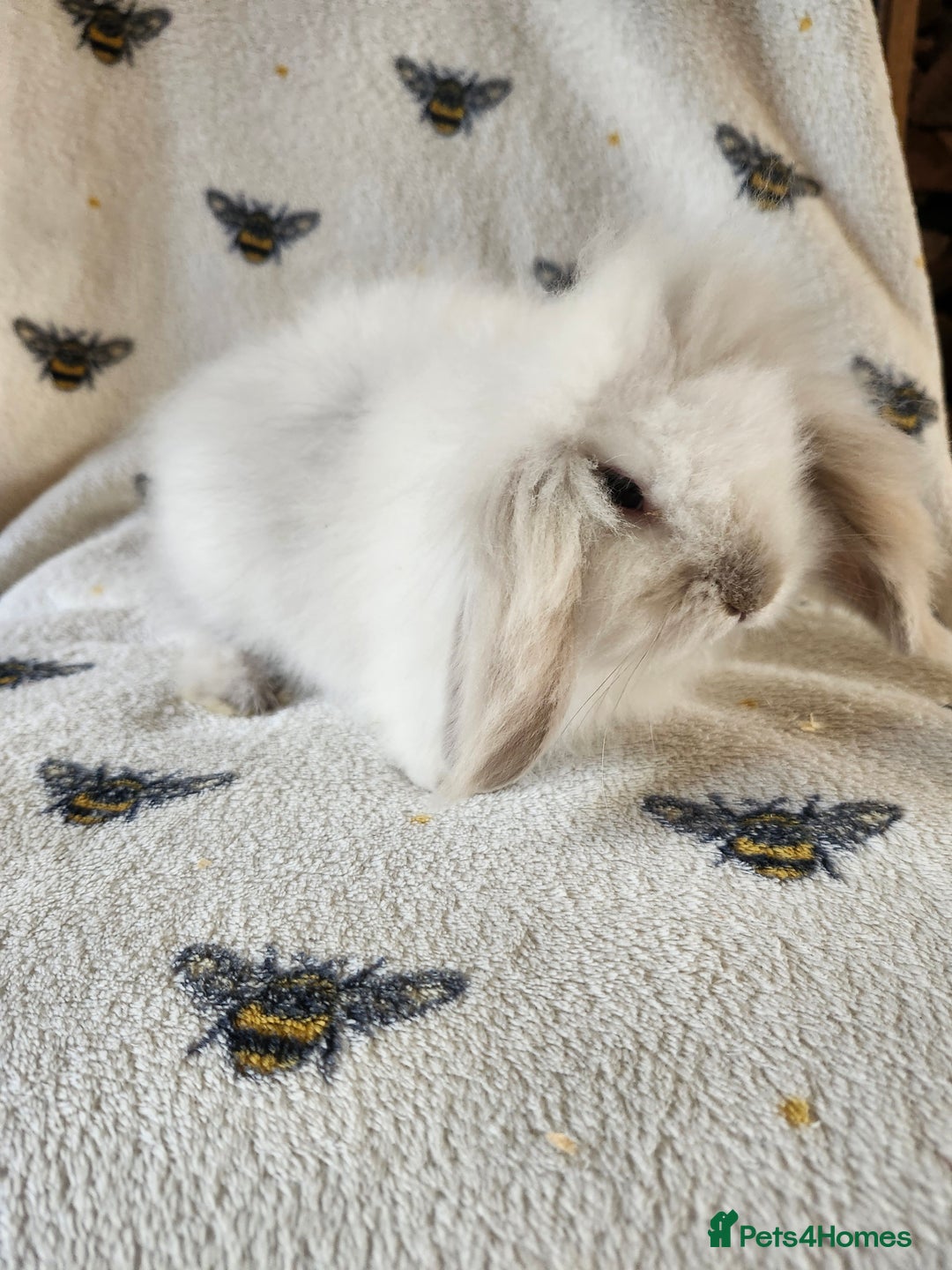 Mini Lion Lop rabbits for sale: beautiful mini sm lion lops and mini lops - Image 16