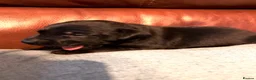 Labrador Retriever dogs for sale: 6 Black Boys and 1 Chocolate boy  in Chippenham - Advert 14