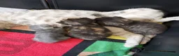 Mixed Breed cats for sale: 3 Beautiful kittens for sale - Advert 2