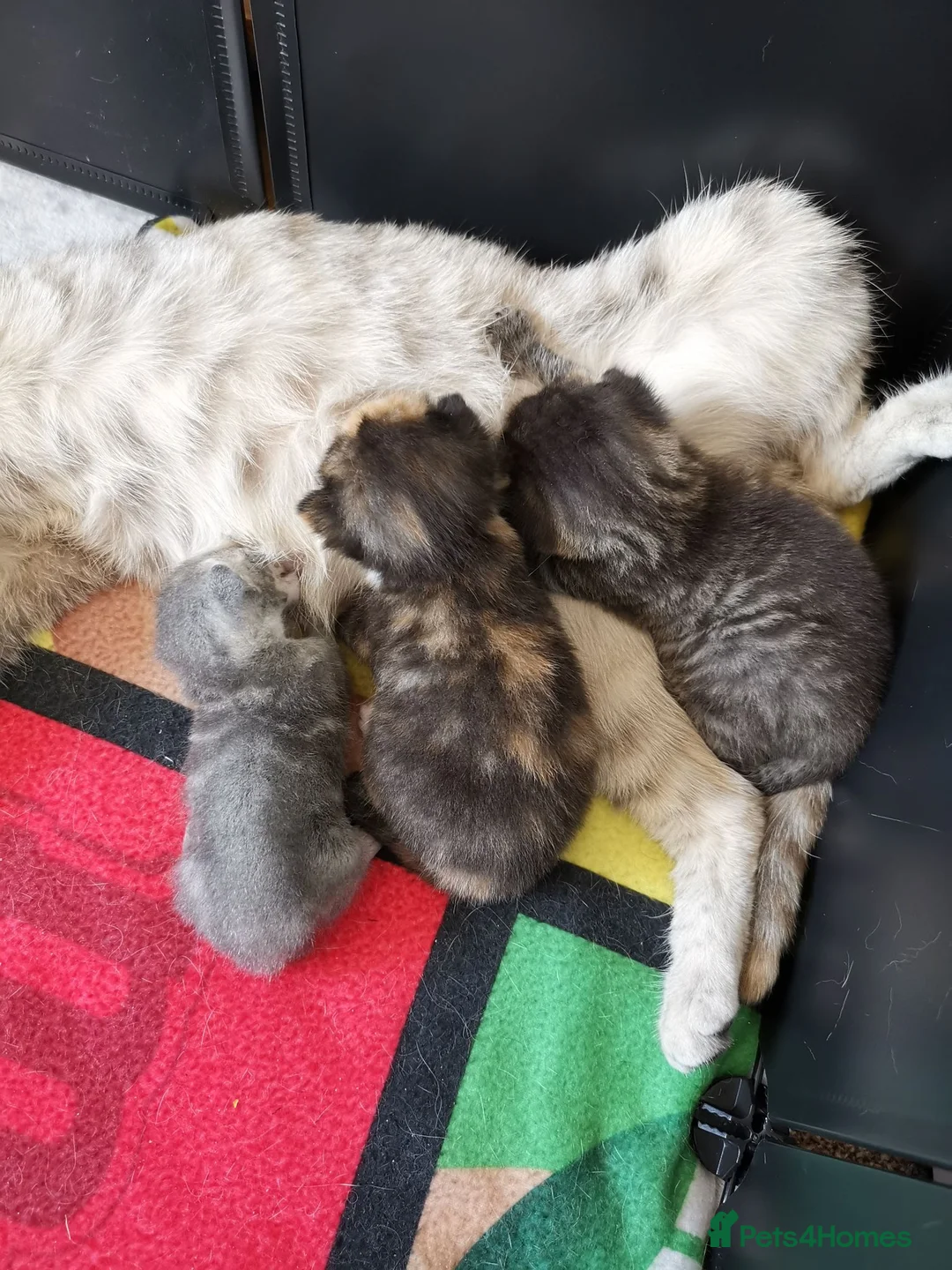 Mixed Breed cats for sale: 3 Beautiful kittens for sale - Advert 2