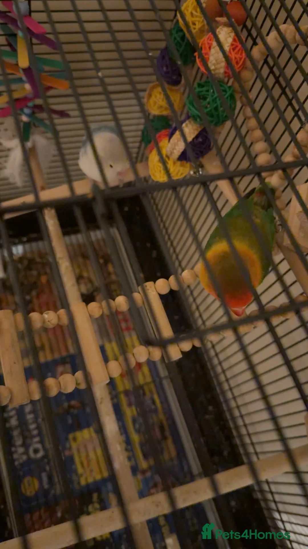 Lovebirds birds for sale: Lovebirds Paired. Young. Cage and toys included in Manchester - Advert 2