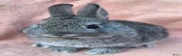Mini Lop rabbits for sale:  Netherland dwarfs and lion heads - Advert 6