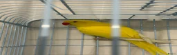 Ringnecks birds for sale: Indian Ringneck Lutino Male – Chiko  in Dagenham - Advert 1